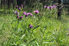 Centaurea × livonica