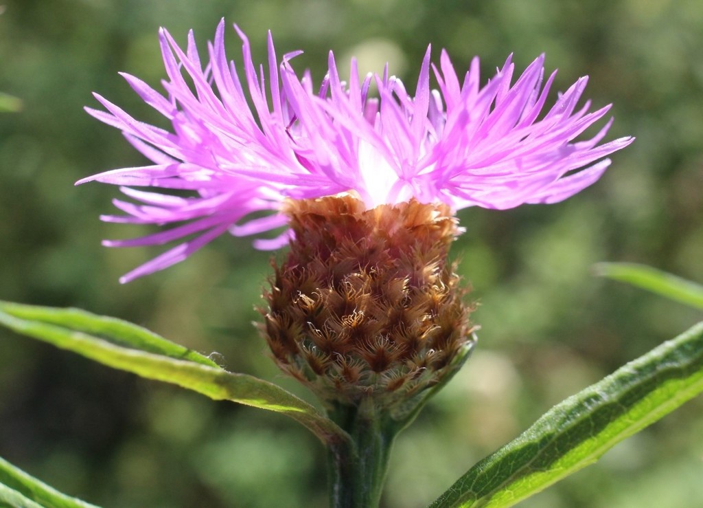 Centaurea × livonica