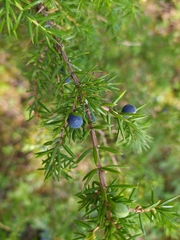 Juniperus communis