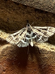 Diasemiodes janassialis