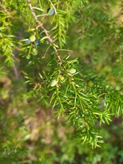Juniperus communis