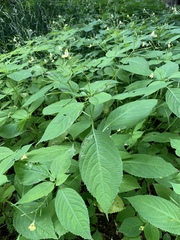 Impatiens parviflora