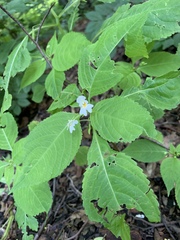 Impatiens parviflora