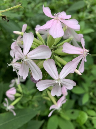 Vaistinis putoklis nuotrauka