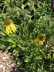 Echinacea paradoxa