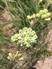 Asclepias stenophylla