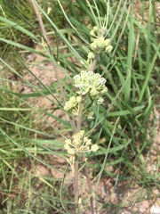 Asclepias stenophylla