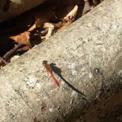 Sympetrum meridionale