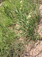 Asclepias stenophylla