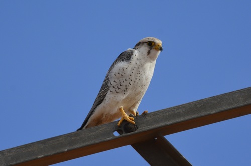 Halcón borní (Falco biarmicus)