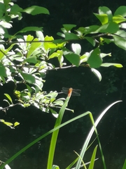 Sympetrum meridionale