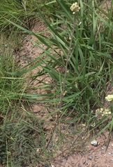 Asclepias stenophylla