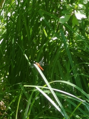 Sympetrum meridionale
