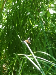 Sympetrum meridionale