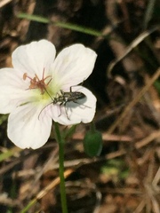 Trichiotinus assimilis