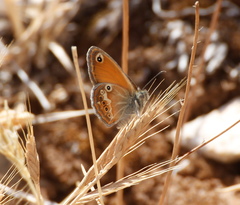 Coenonympha corinna