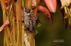 Agonoscelis versicoloratus