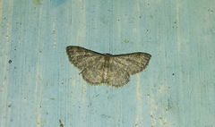 Idaea costiguttata