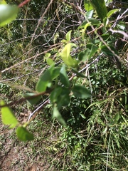 Macrotyloma axillare