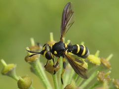 Conops flavipes