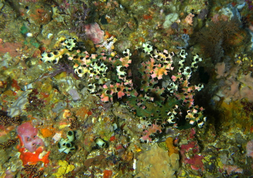 Photo of Branching cup coral (Tubastraea micranthus)