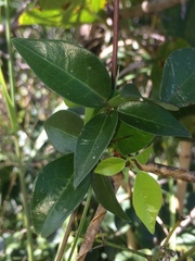 Macrotyloma axillare