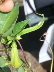 Macrotyloma axillare