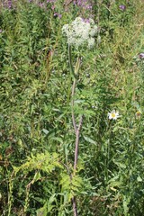 Conioselinum tataricum