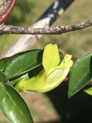 Macrotyloma axillare