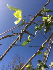 Macrotyloma axillare