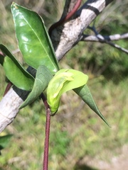 Macrotyloma axillare