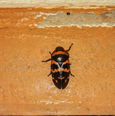 Cosmoscarta dimidiata