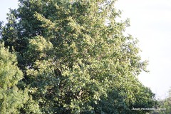 Alnus lusitanica