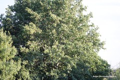 Alnus lusitanica