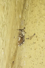 Pseudoadites frigida