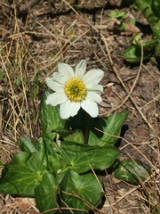 Caltha chionophila