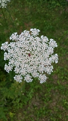Daucus carota