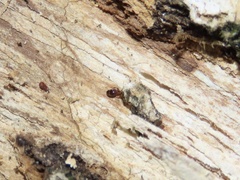 Temnothorax schaumii