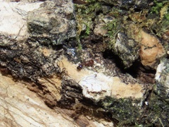 Temnothorax schaumii