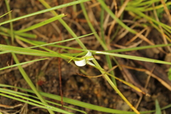 Rhynchospora nervosa