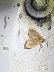 Glaphyria fulminalis