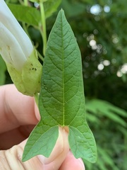 Calystegia silvatica fraterniflora
