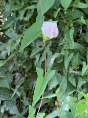 Calystegia silvatica fraterniflora