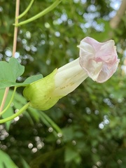Calystegia silvatica fraterniflora