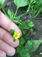 Oxalis stricta