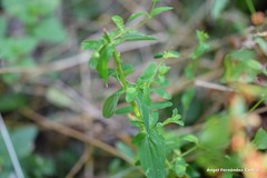 Hypericum undulatum