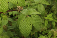 Rubus floribundus