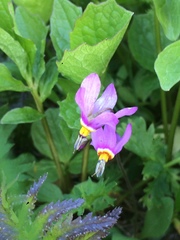 Primula pauciflora pauciflora