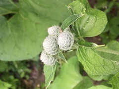 Arctium tomentosum