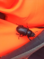 Lucanus cervus